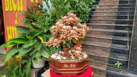 Độc ,lạ cây bon sai làm từ gỗ tự nhiên trạm khắc như thật